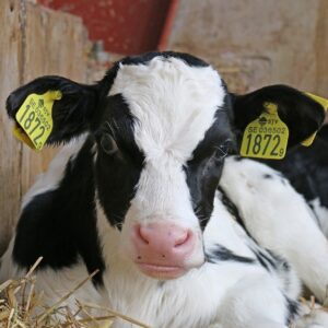 calf, lowland, cow-703636.jpg