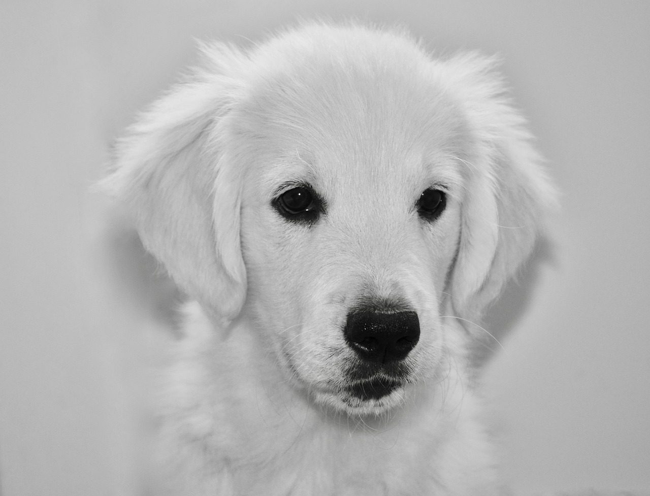 dog, dog golden retriever, black and white photo-3868722.jpg