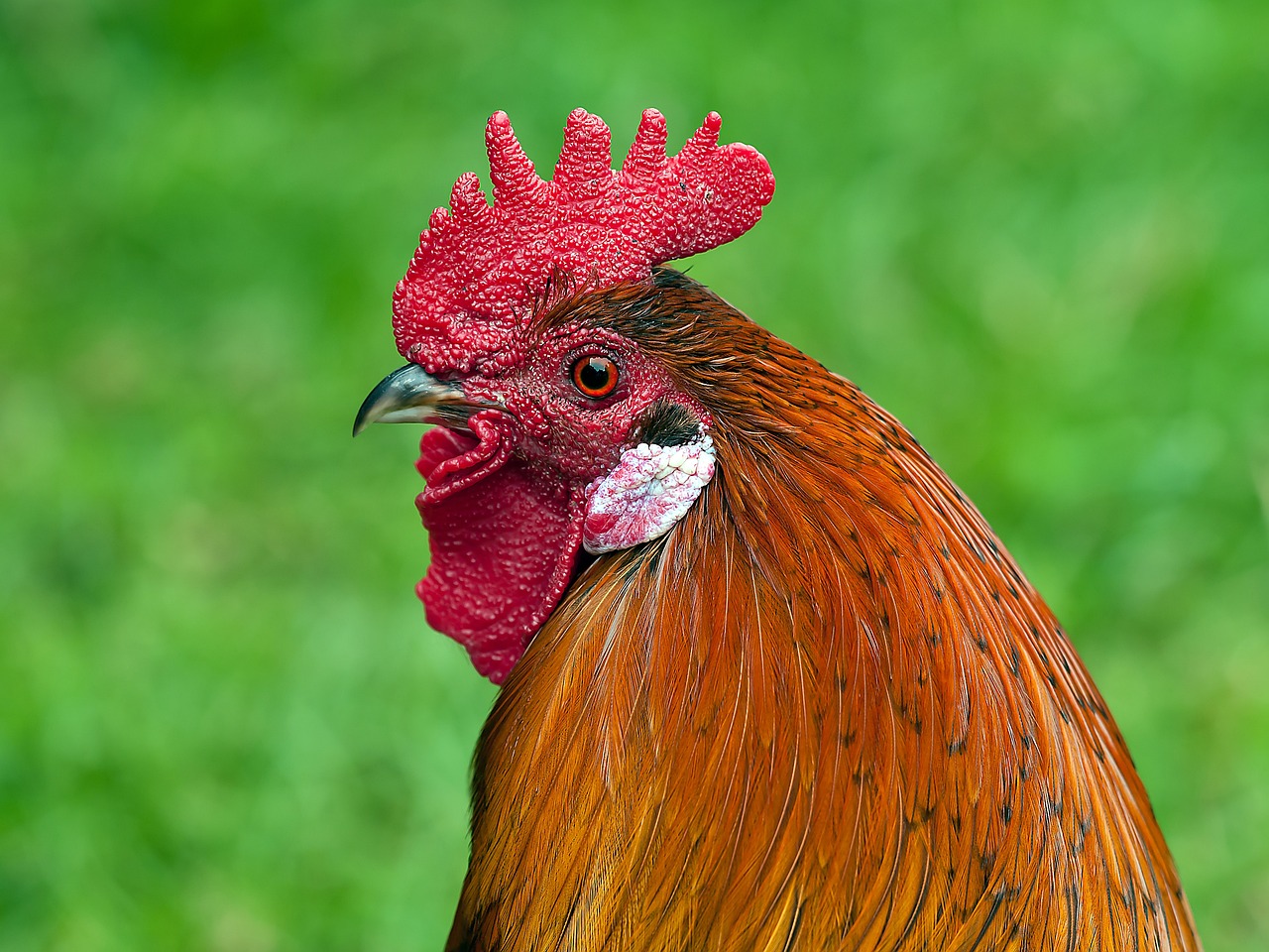 rooster, animal, bird-233898.jpg