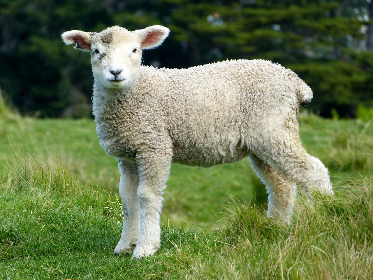 sheep, white, lambs-275928.jpg